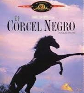 The Black Stallion